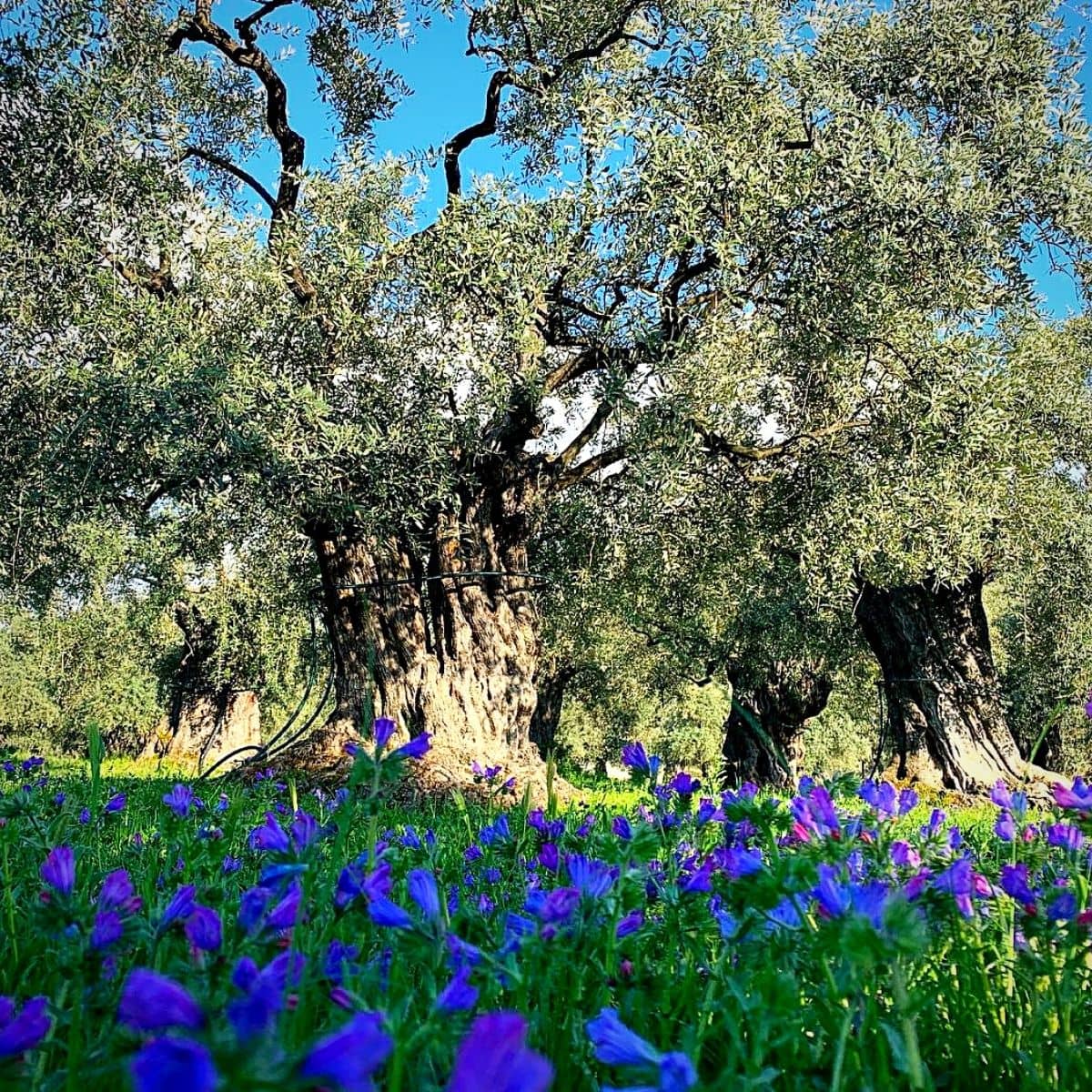 National Olive Day Olive Trees