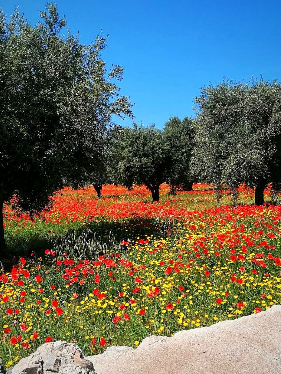 National Olive Day Olive Trees in a Flower Patch