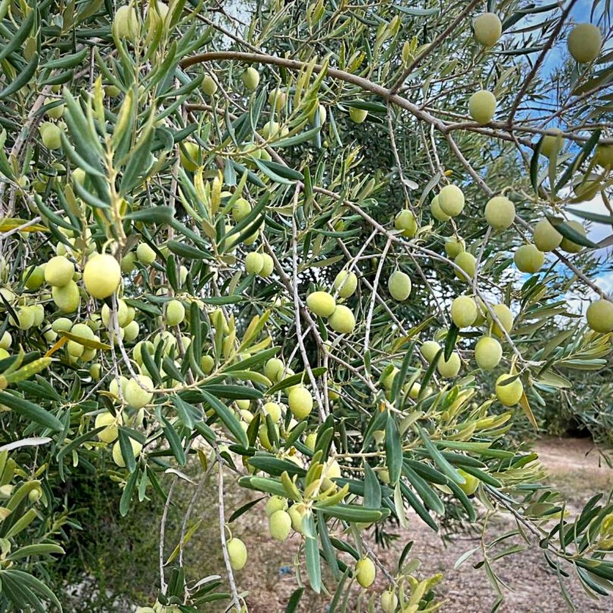 National Olive Day olive fruits