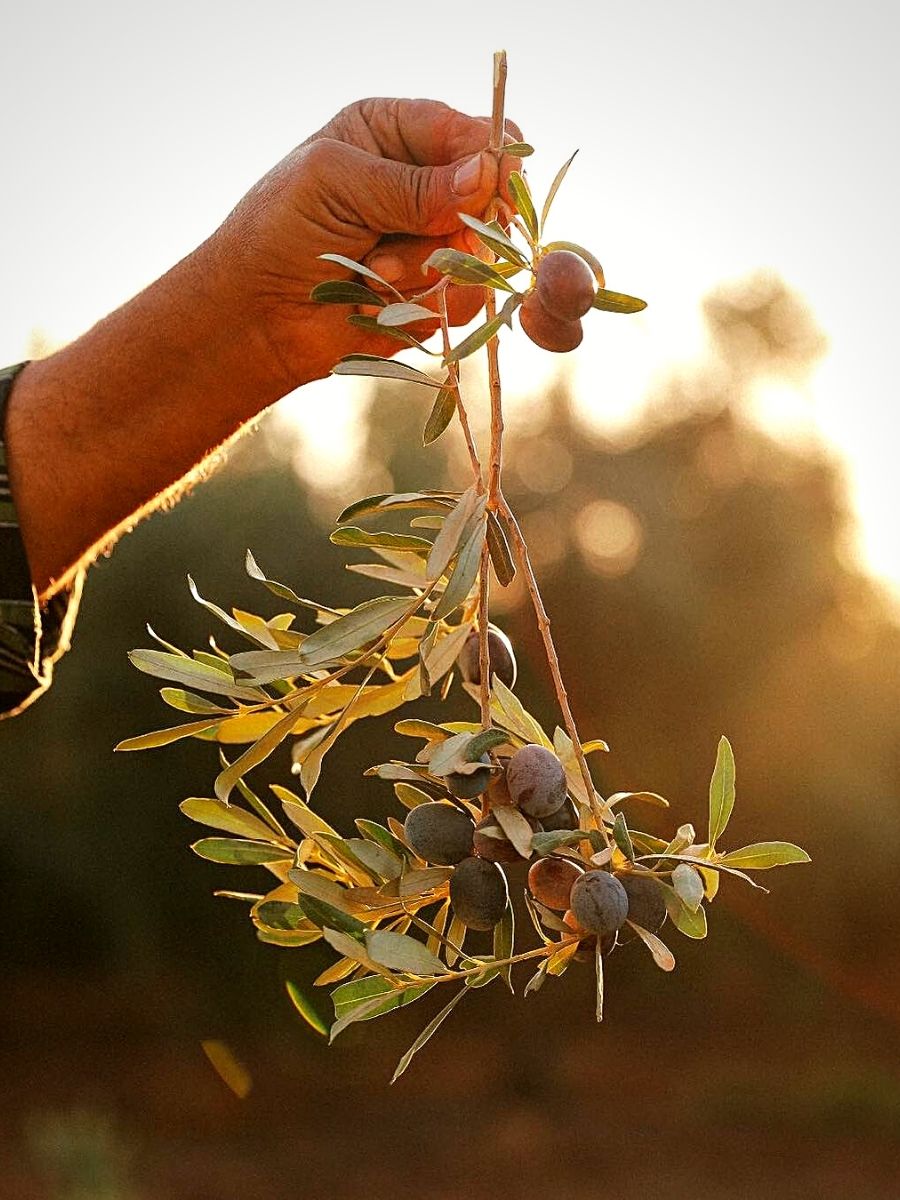 National Olive Day Celebrates the Olive Trees