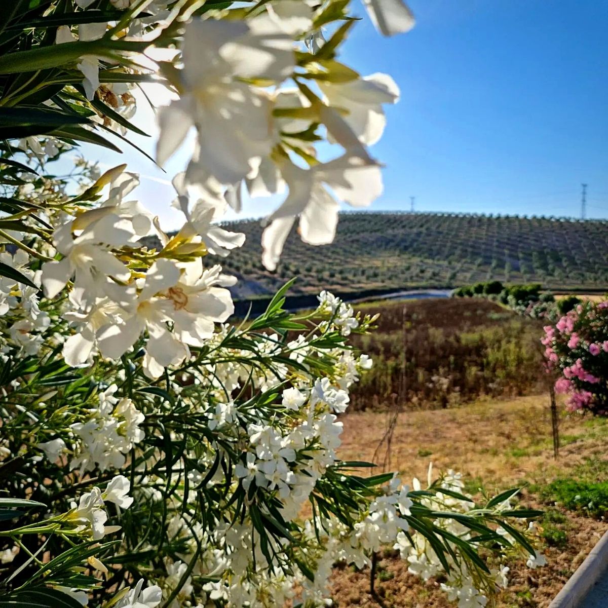 National Olive Day's blooming flowers of the olive tree