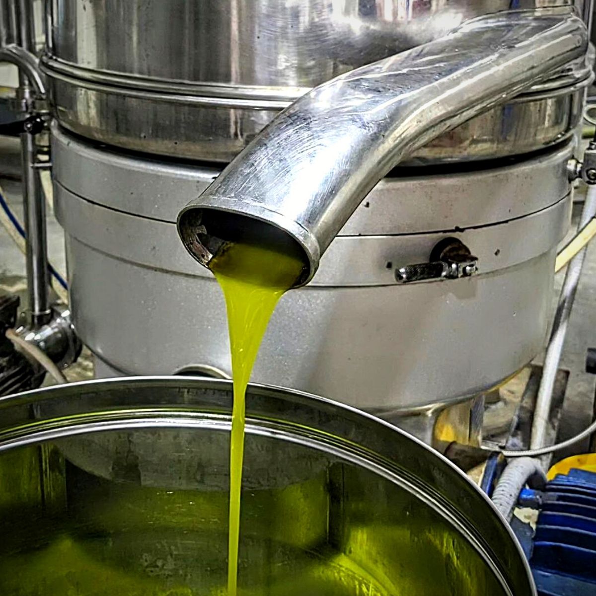 Pressing extra virgin olive oil for National Olive Day