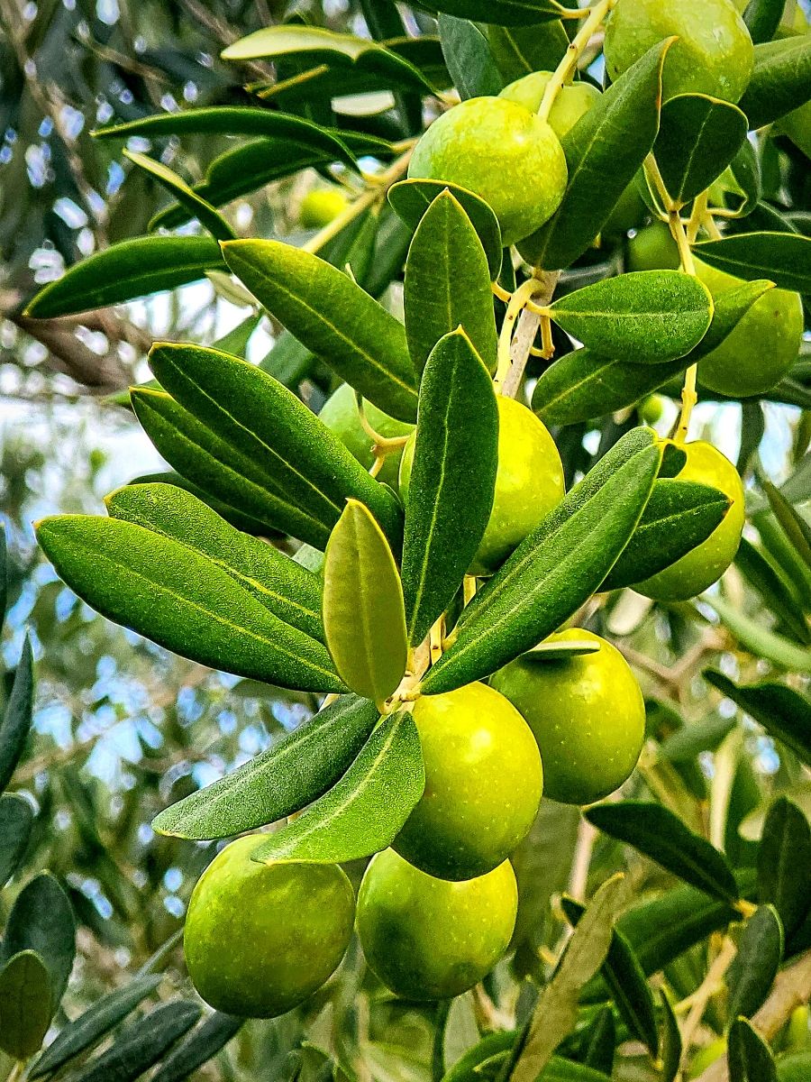 National Olive Day Olive fruits