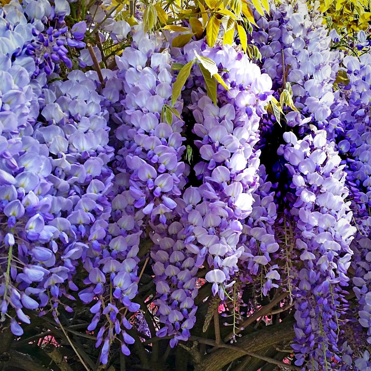 A bloom of wisteria flowers