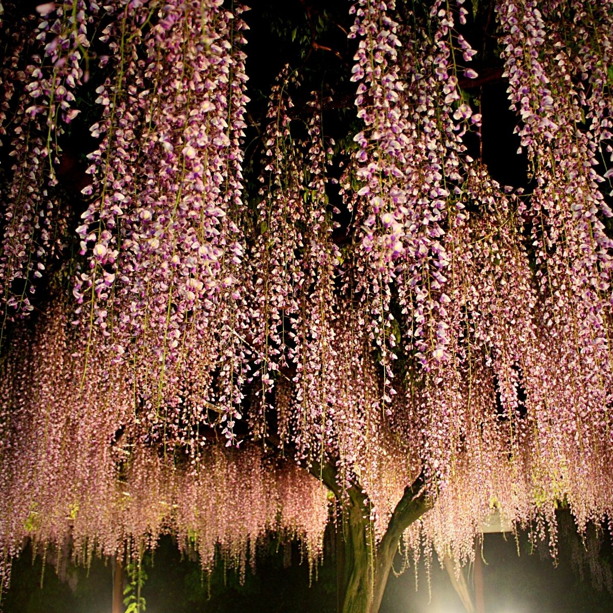 wisteria flowers