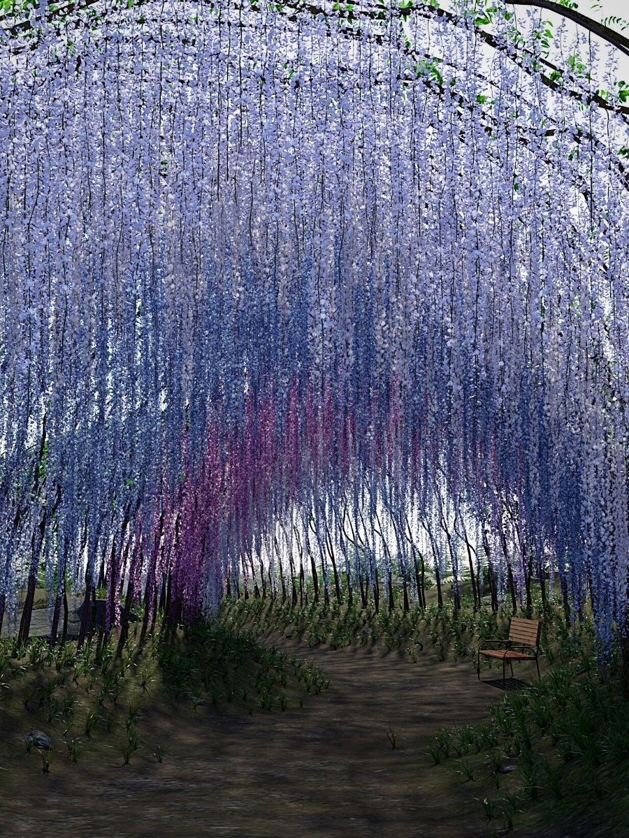 tunnel formed of wisteria flowers