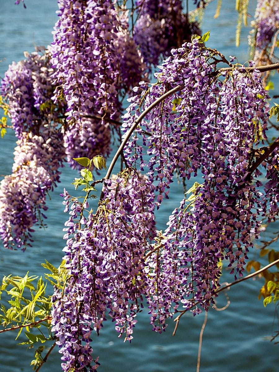 purple wisteria flowers