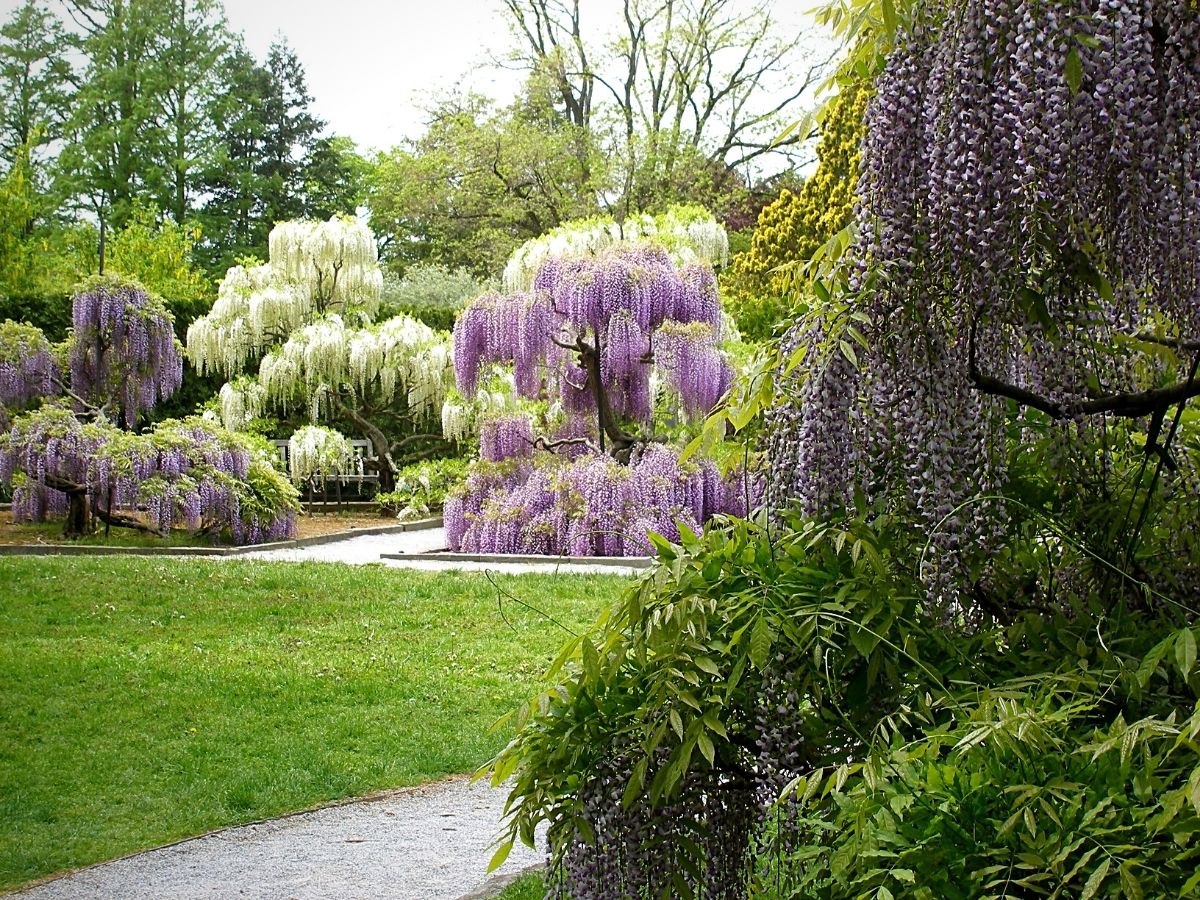 garden of wisteria flowers