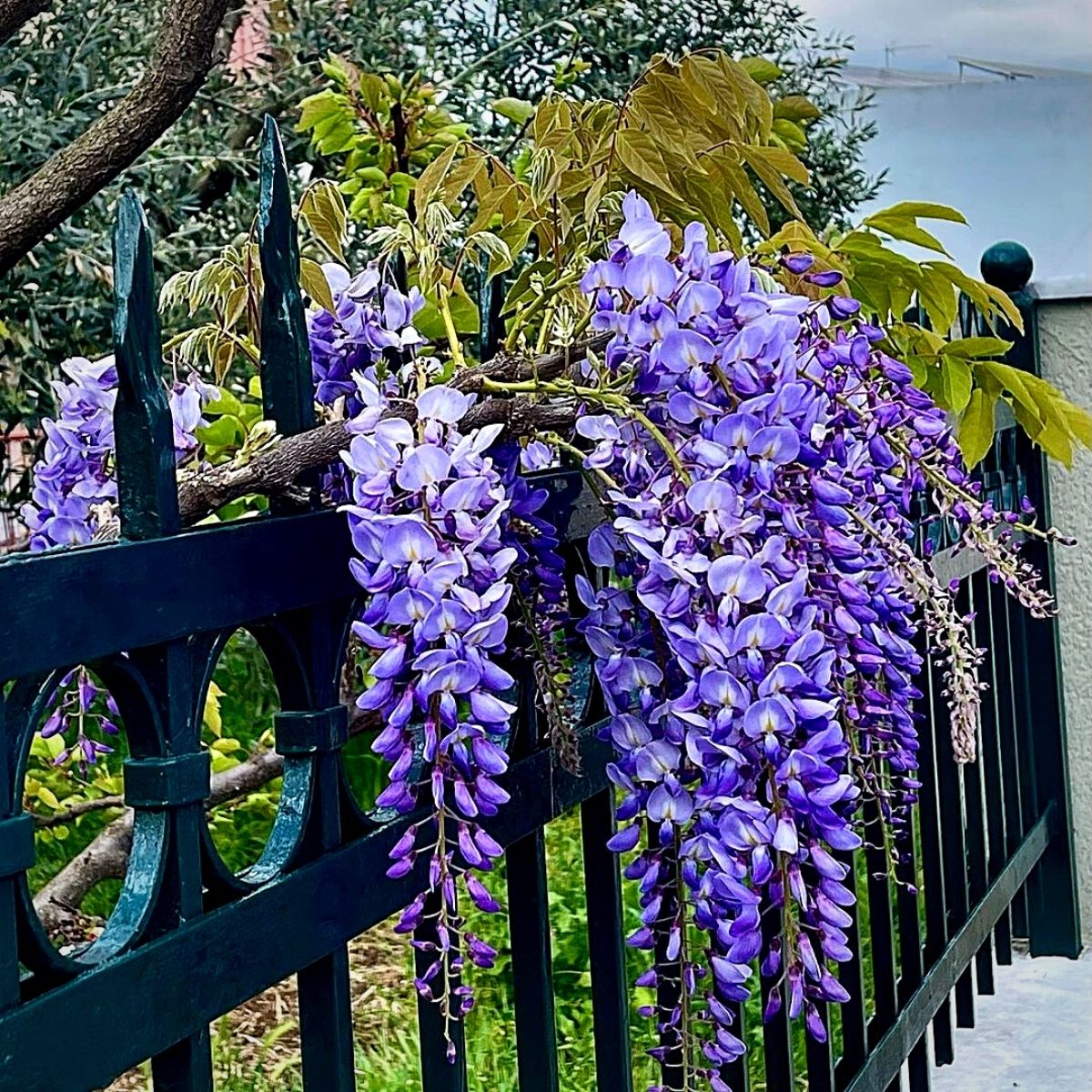 purple wisteria flowers