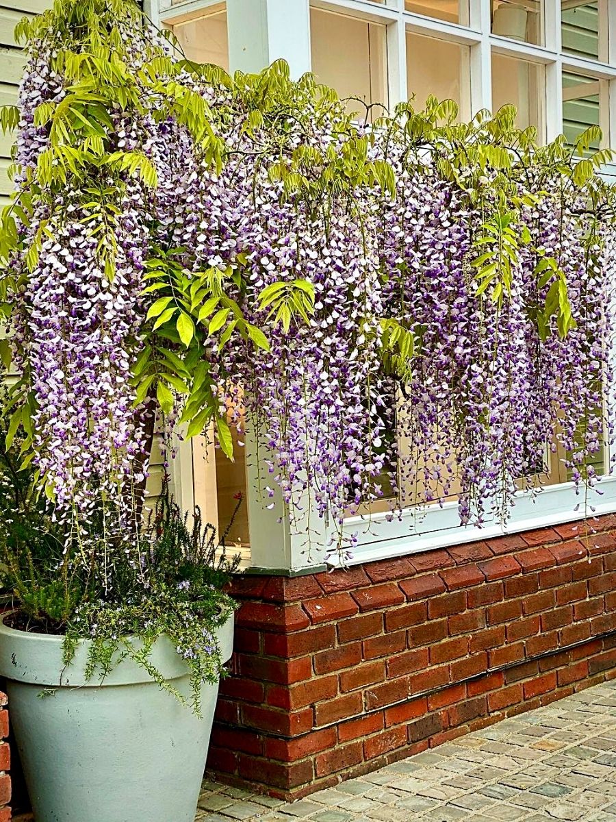 A potted wisteria plant