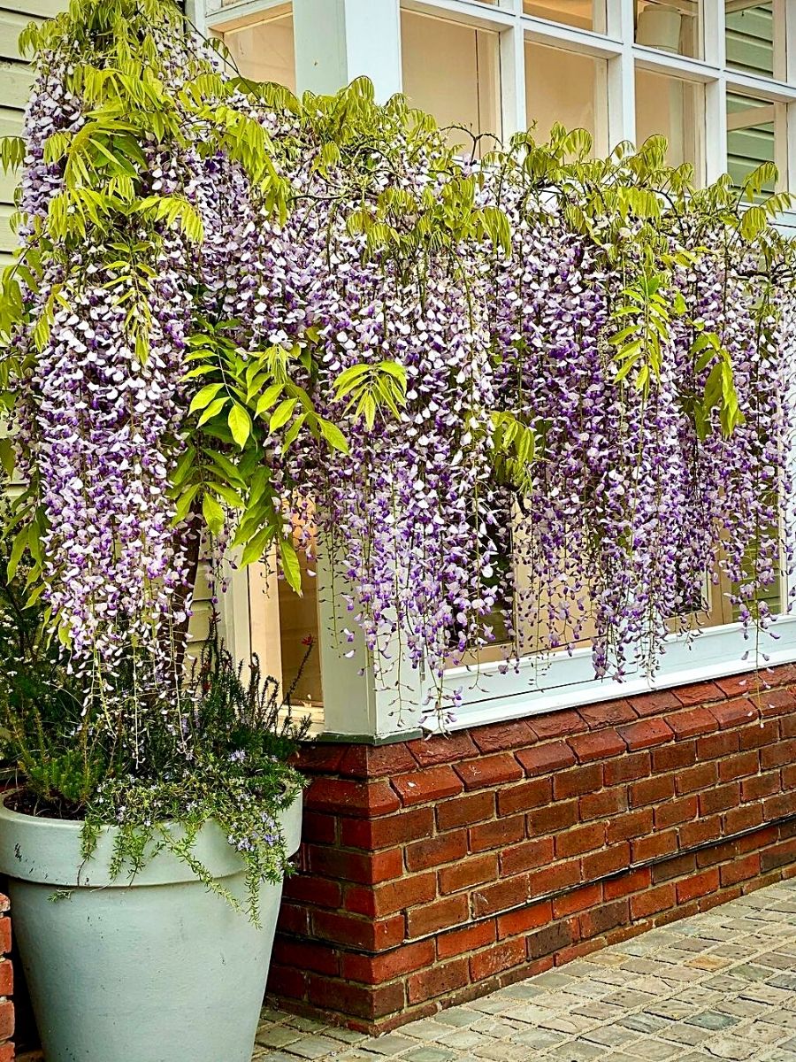 Potted Wisteria Plant 