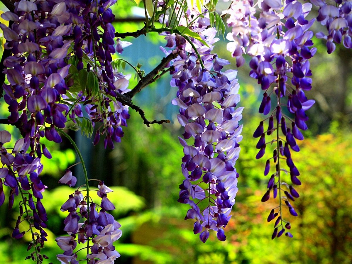 Purple flowers of the wisteria tree