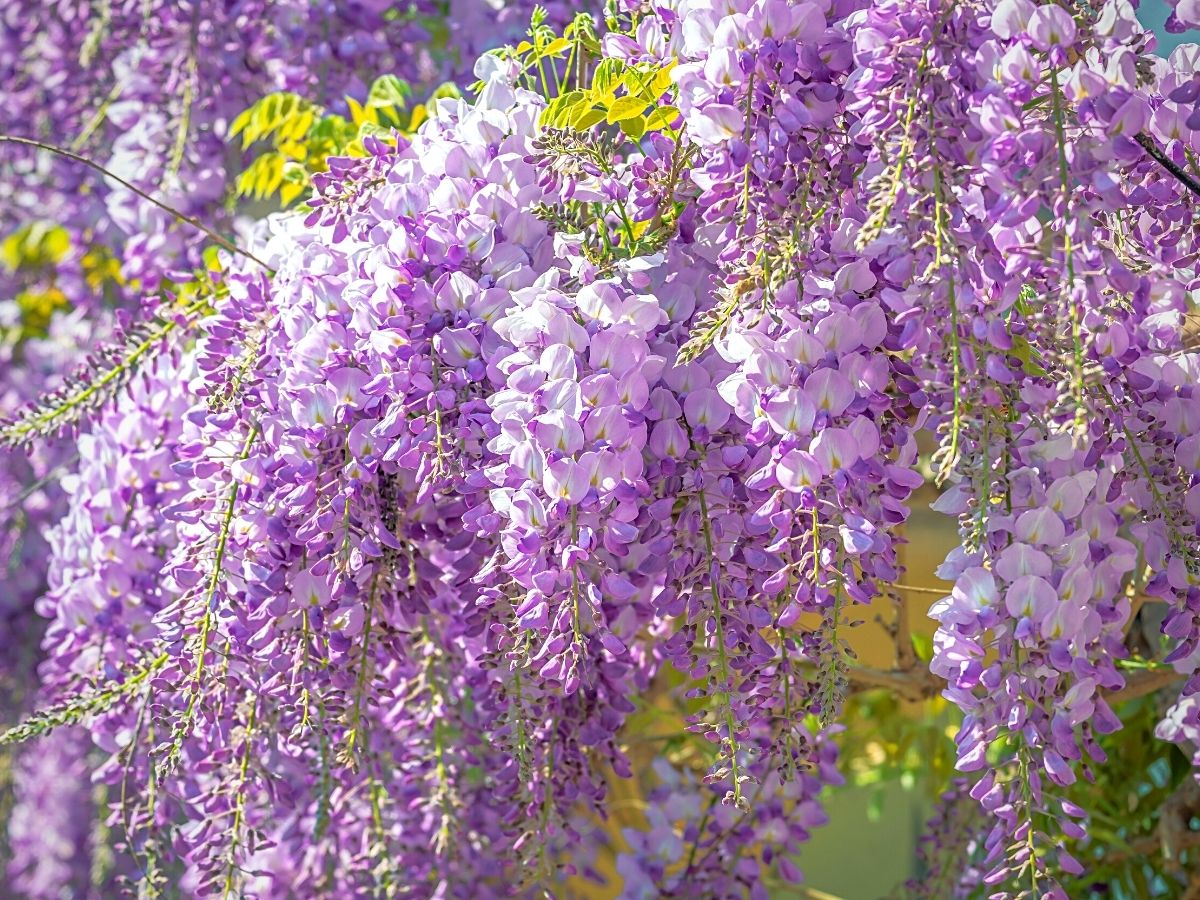 Wisteria tree blooming wisteria flowers