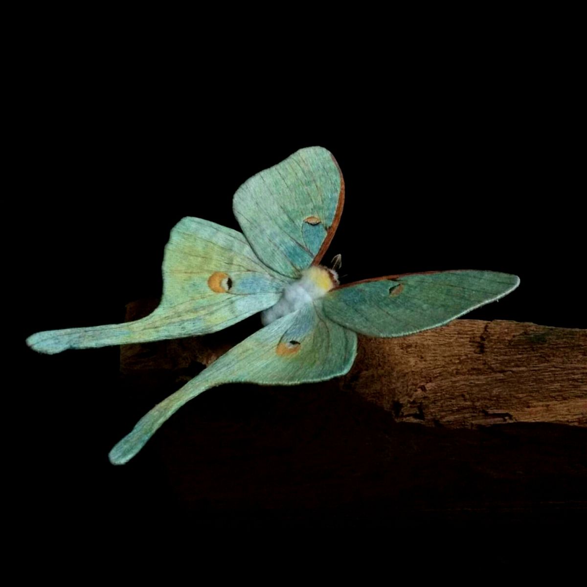 Pastel green butterfly by Yumi Okita