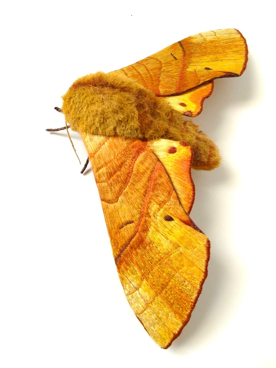 Yellow embroidered moth by Yumi Okita