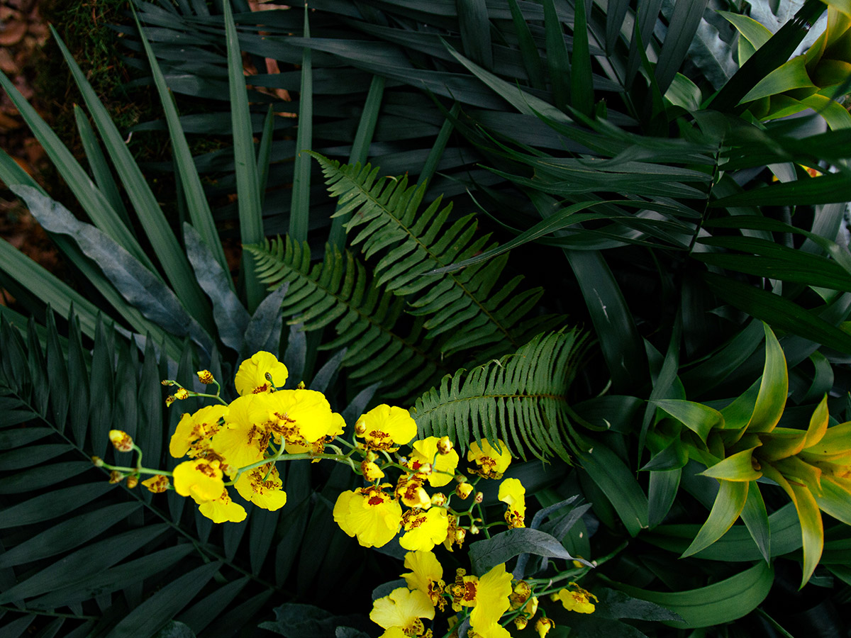 Orca Green Table decoration with Oncidium