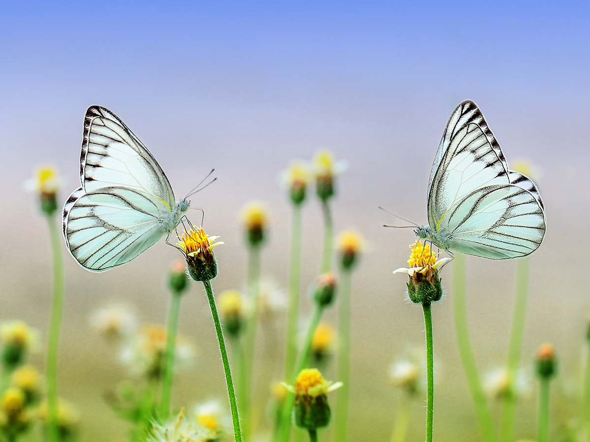 Nature Photography Day Butterflies by ROverhate