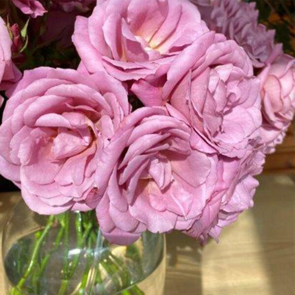 Alexandra Farms Introduces Nine New Garden Rose Varieties - Aoi Fuga