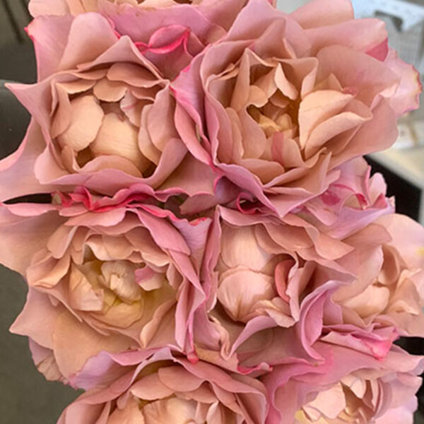Alexandra Farms Introduces Nine New Garden Rose Varieties - Sola