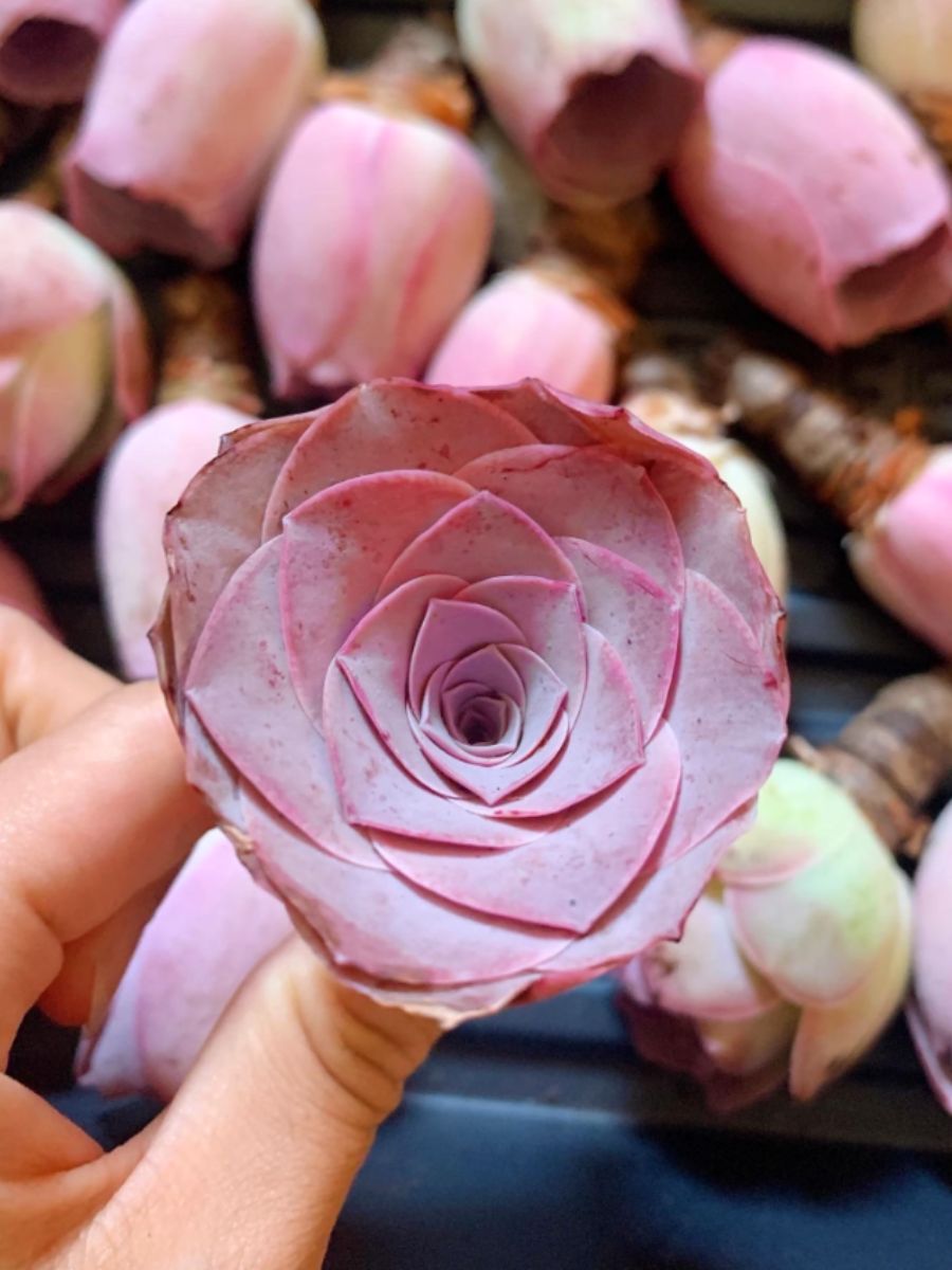 Rose Succulents: How to Care for and Grow these Rose-Looking Plants - Ar