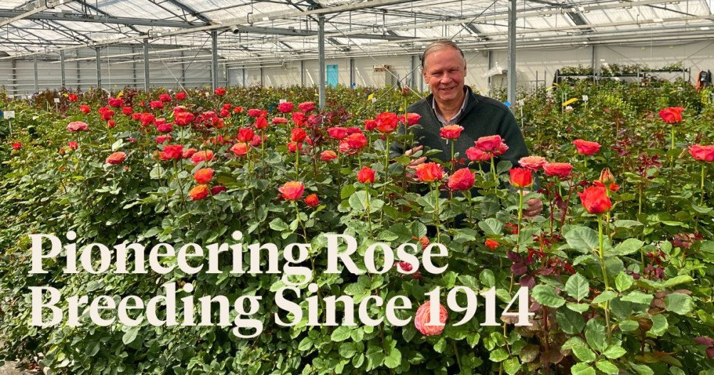 Visiting the Most Famous Rose Breeder in the World Blog onThursd