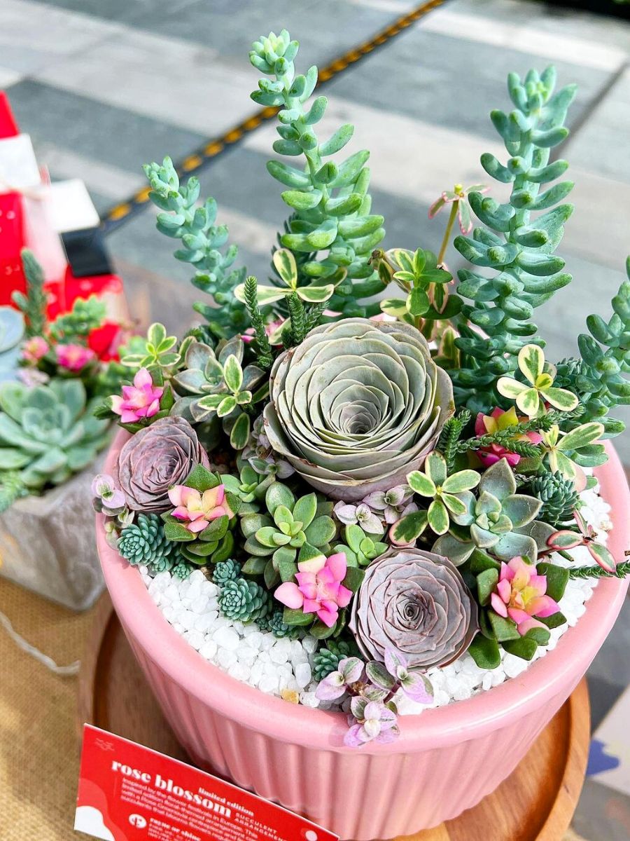 Rose Succulents: How to Care for and Grow these Rose-Looking Plants - Ar