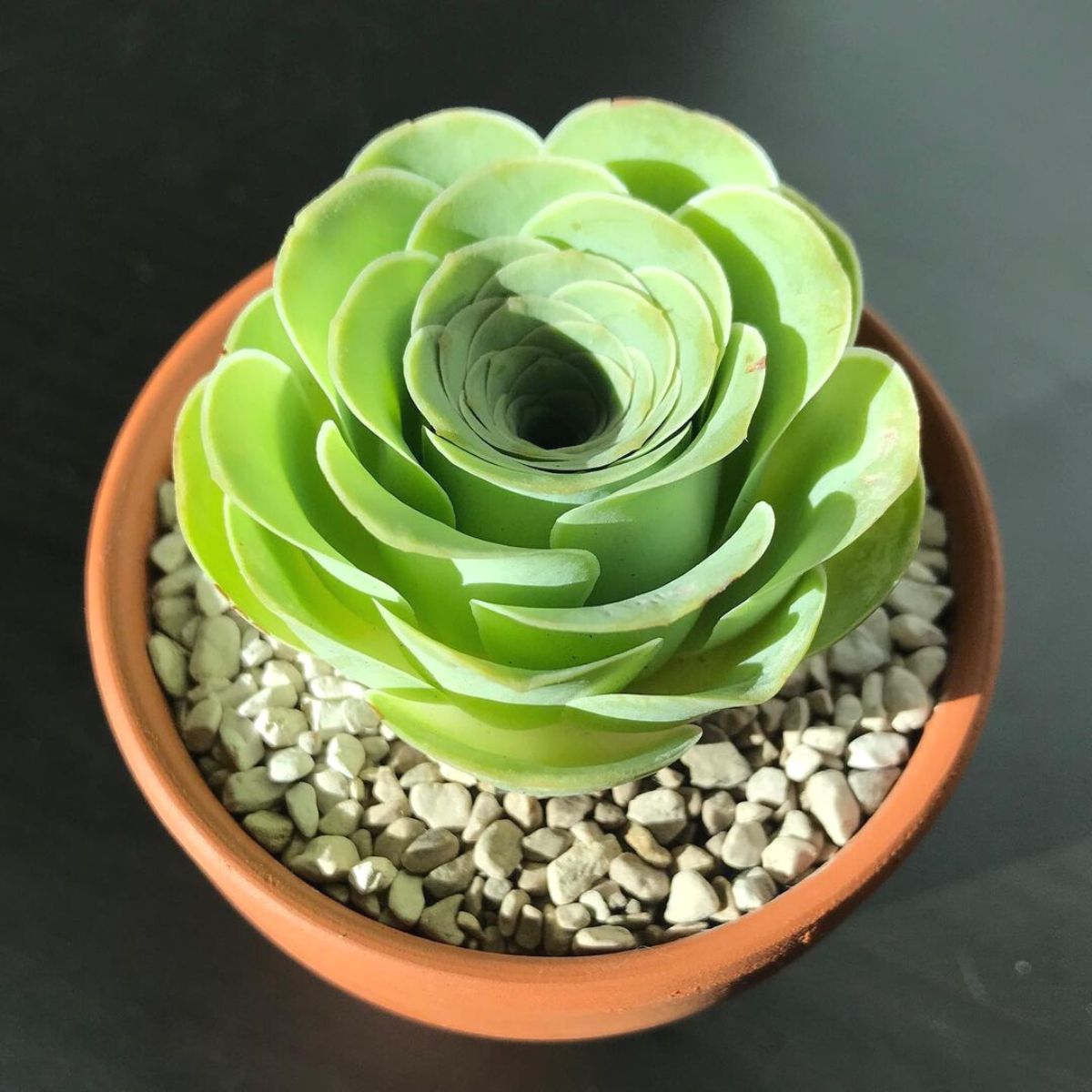 Green rose succulent plant