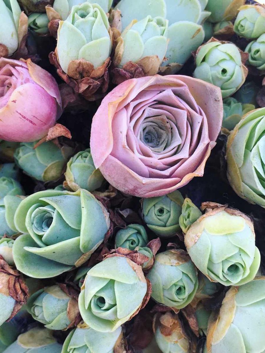 Group of succulent roses