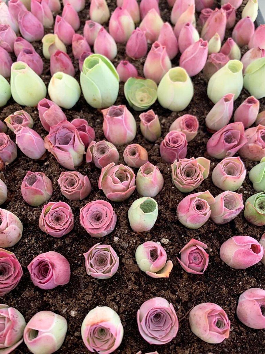 How to propagate rose succulents