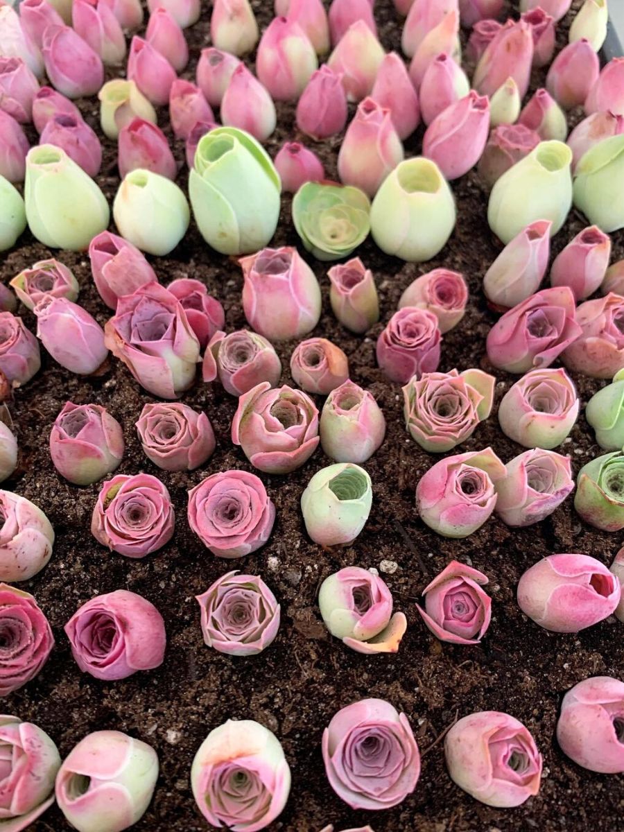 Rose Succulents: How to Care for and Grow these Rose-Looking Plants - Ar