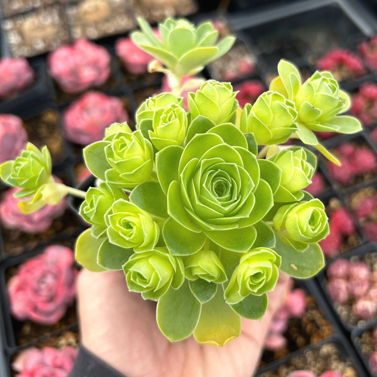 Rose succulents are very rare and unique