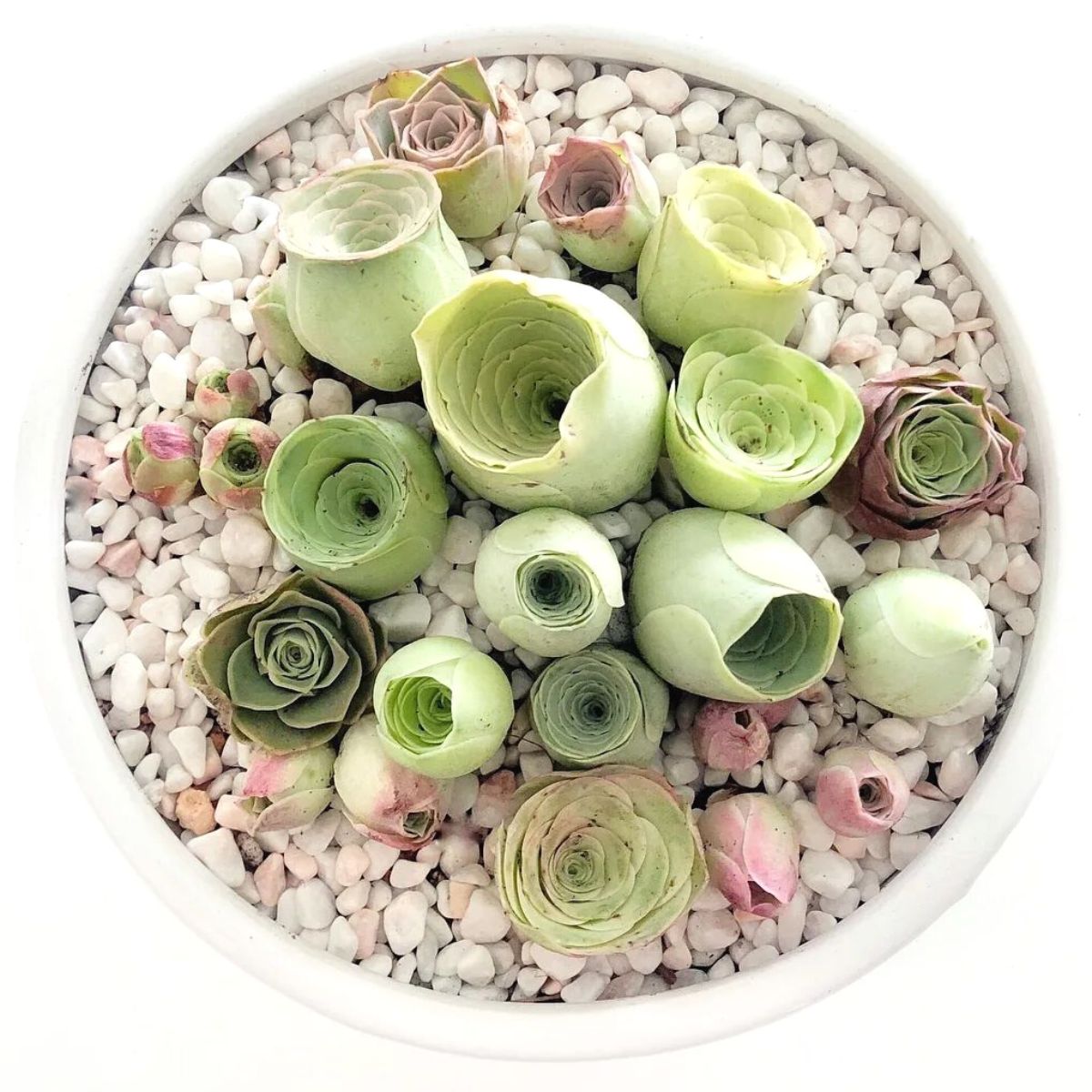 Rose Succulents: How to Care for and Grow these Rose-Looking Plants - Ar