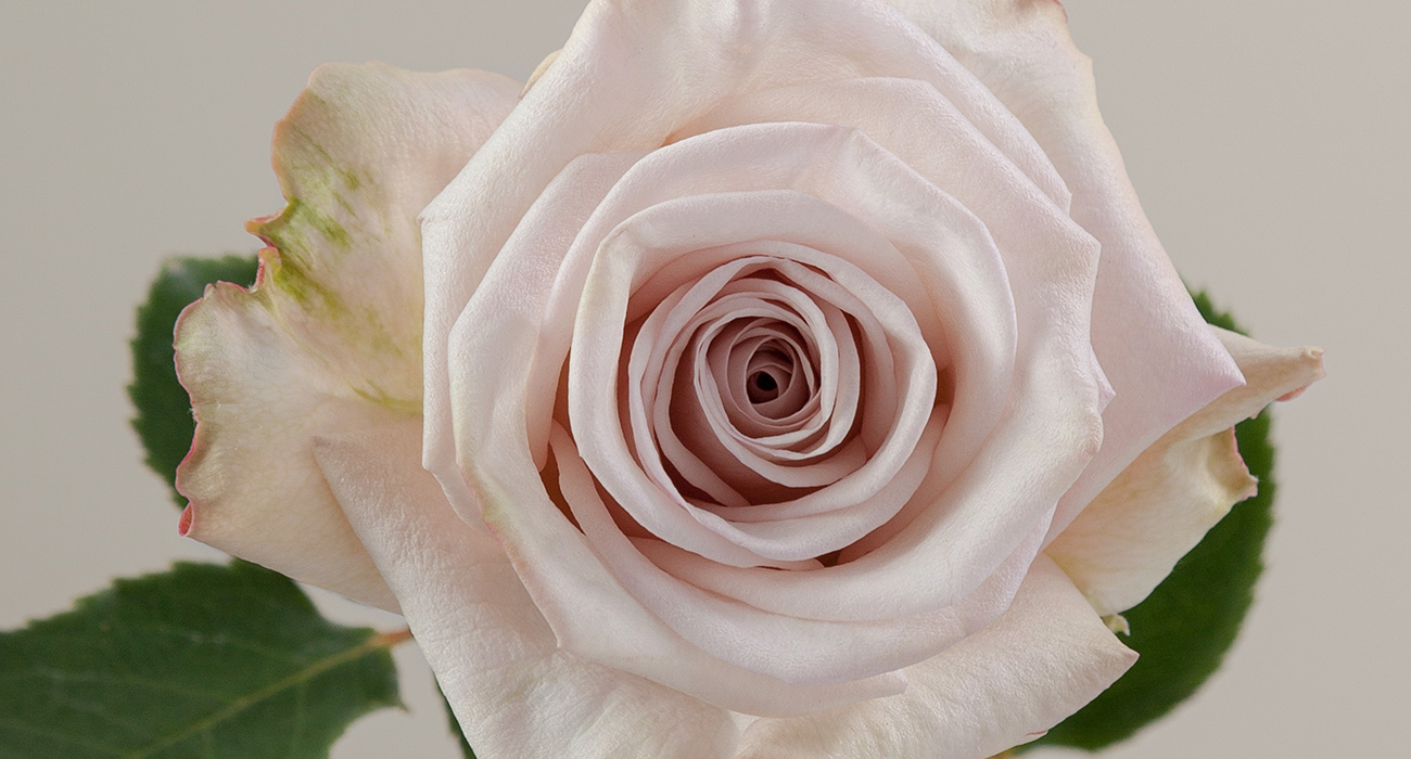 Rose Aly cut flower on Thursd header