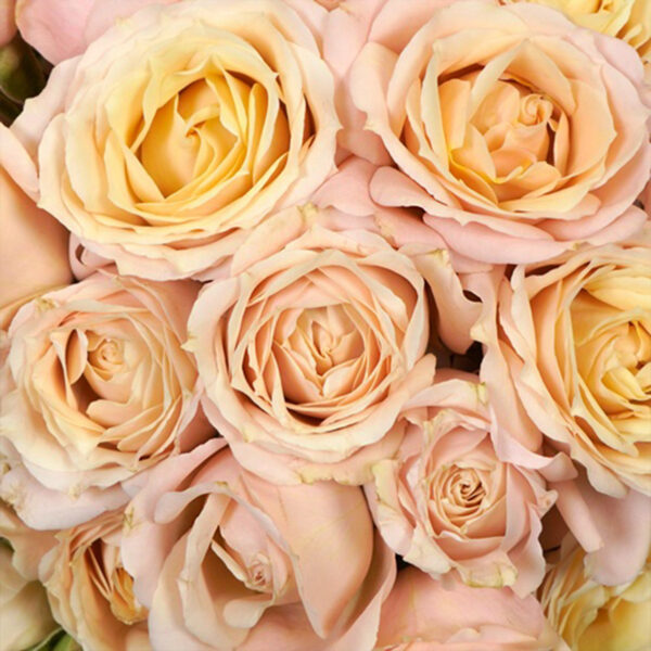 Alexandra Farms Introduces Nine New Garden Rose Varieties - Sahara Sensation Spray