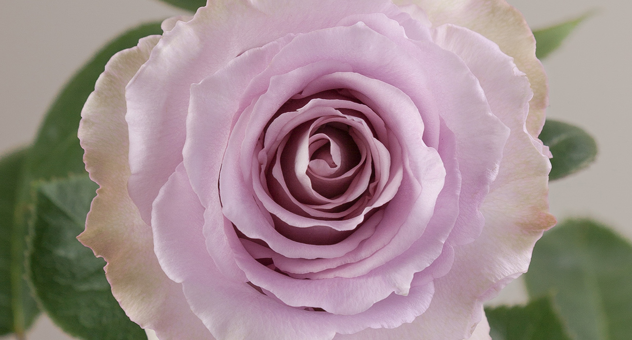 Rose Cooldown cut flower on Thursd header