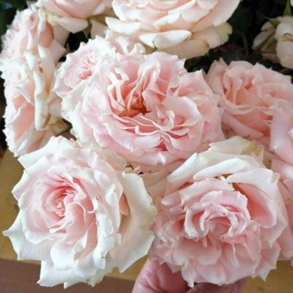 Alexandra Farms Introduces Nine New Garden Rose Varieties - Wedding Rosever