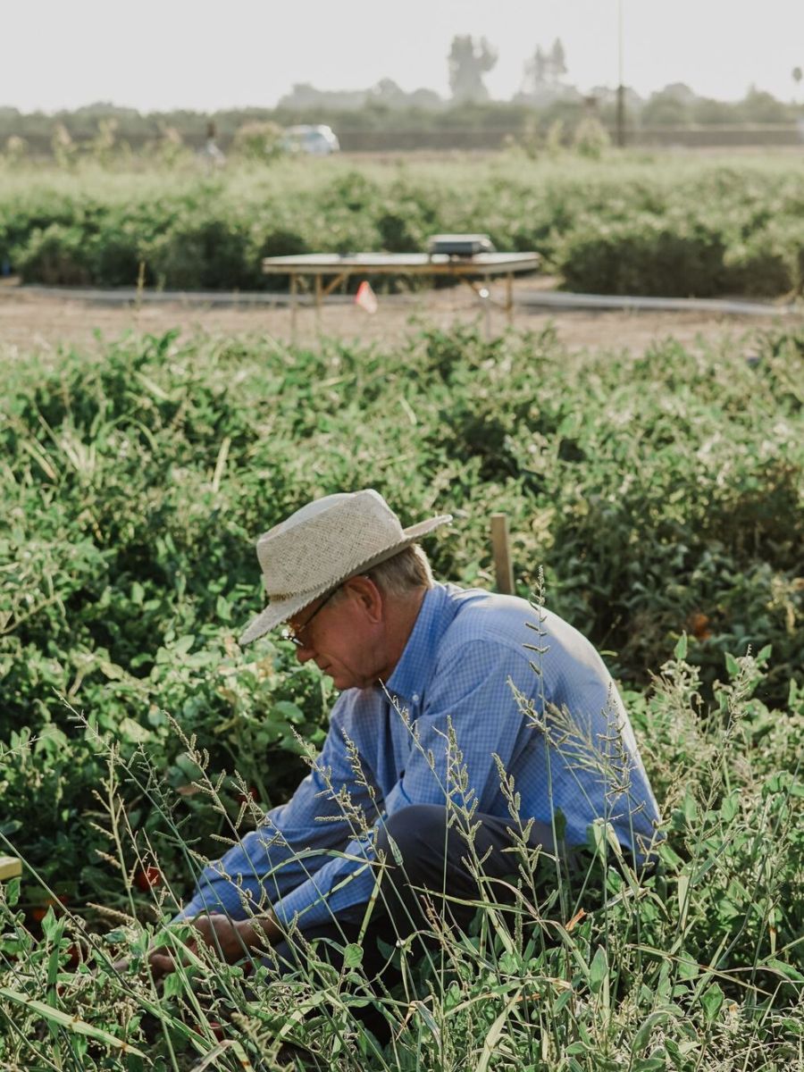 Man weeding his garden area