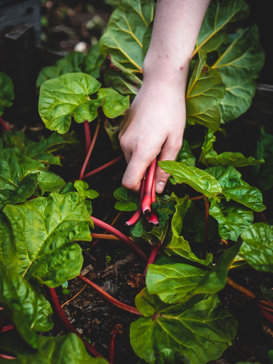 Planting new vegetables in your garden