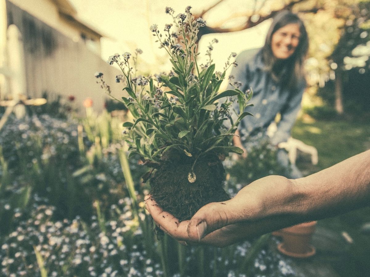 Ways to celebrate national weed your garden day