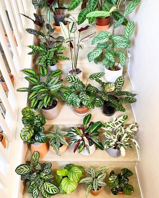 Pet-Friendly Houseplants Safe for Cats and Dogs - calathea family - on thursd