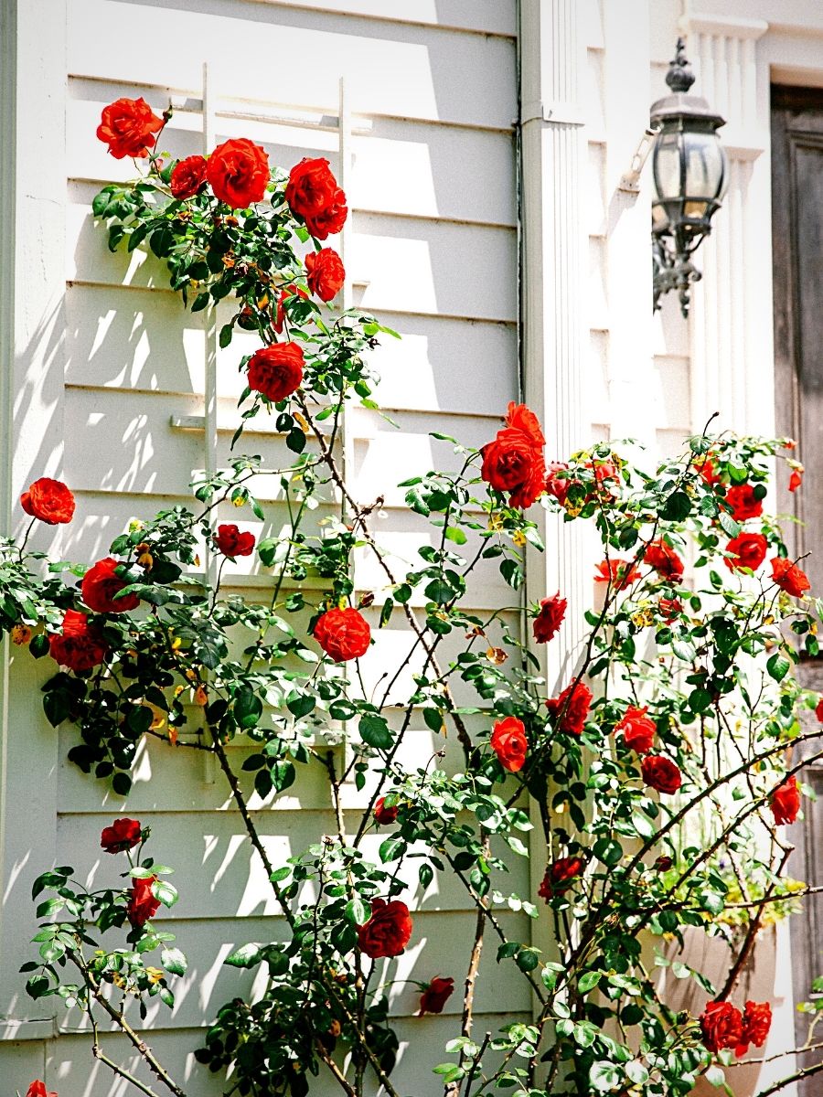 Red roses on a garden for the national red rose day 