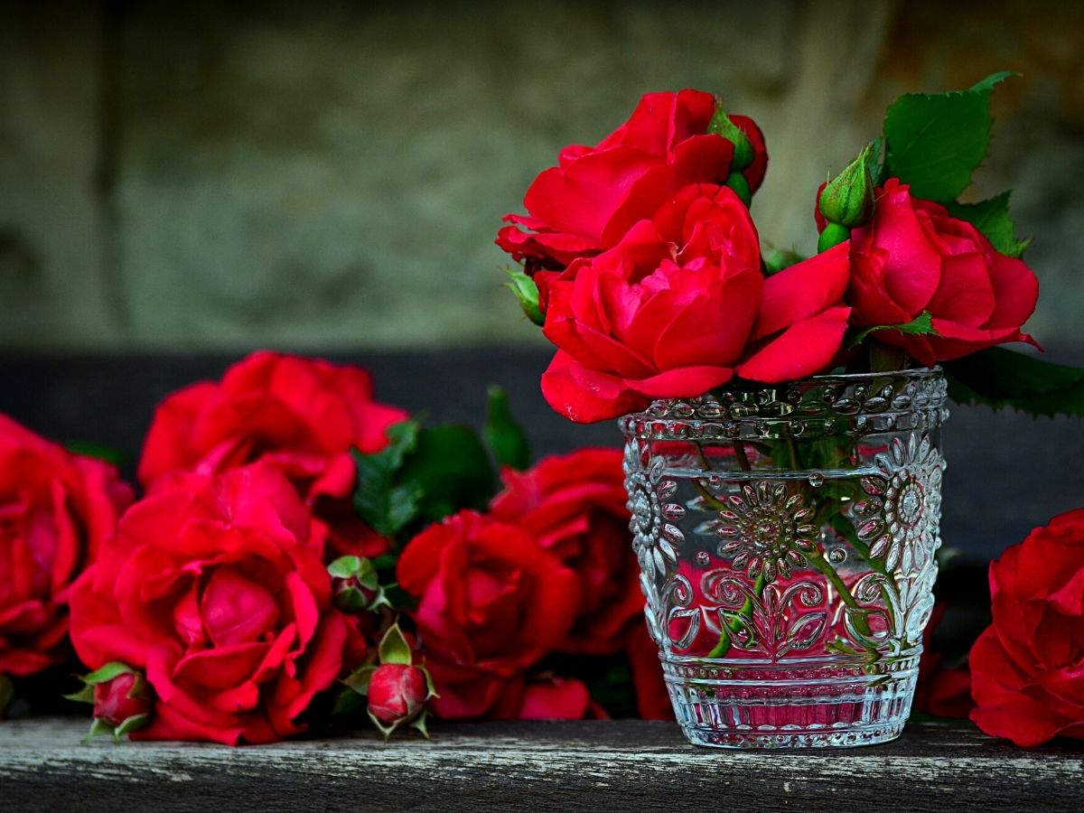 national red rose day celebrates red roses