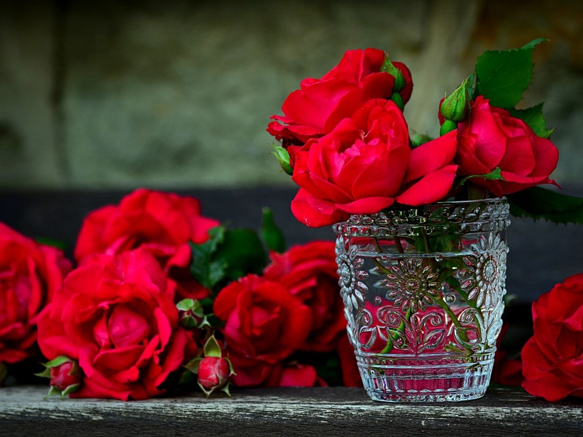 National Red Rose Day - Celebrate the Timeless Beauty of the Queen