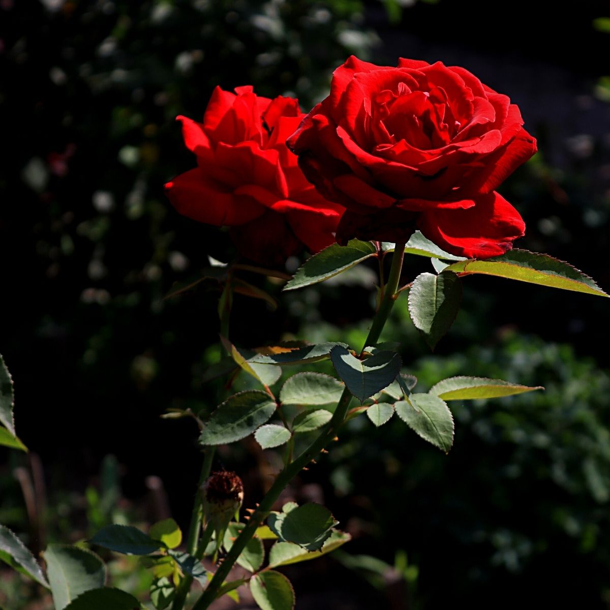 natural beauty of roses