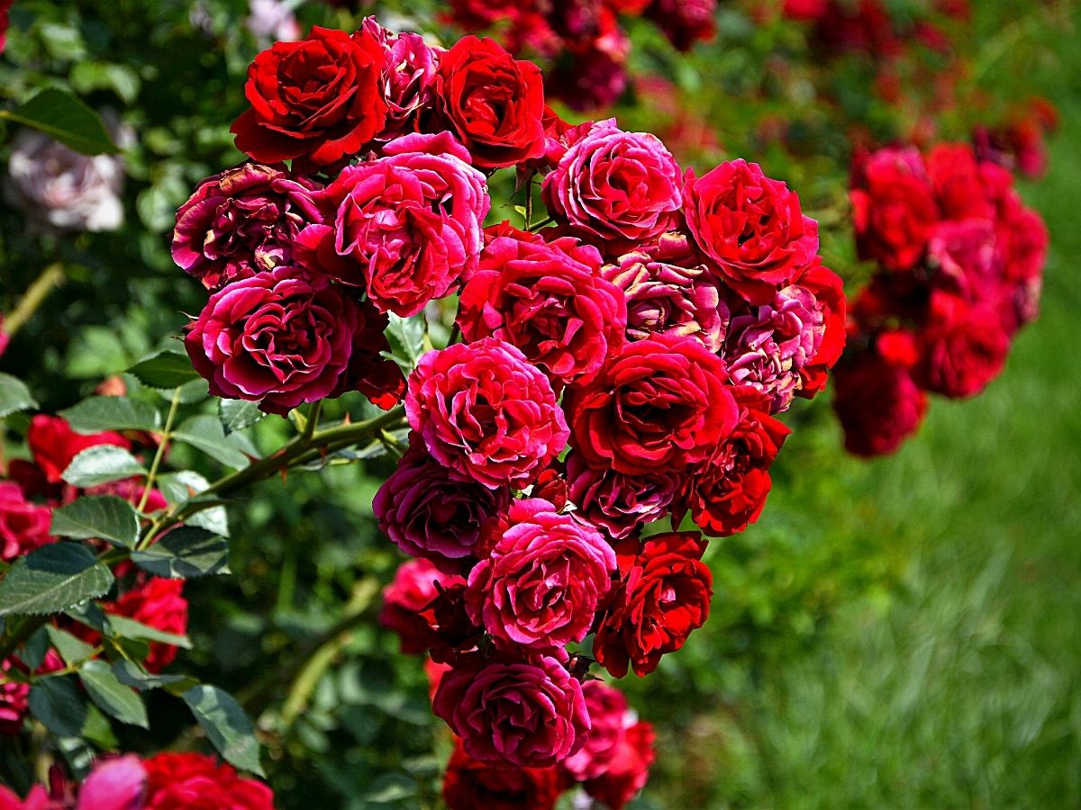 national red roses day red rose flowers