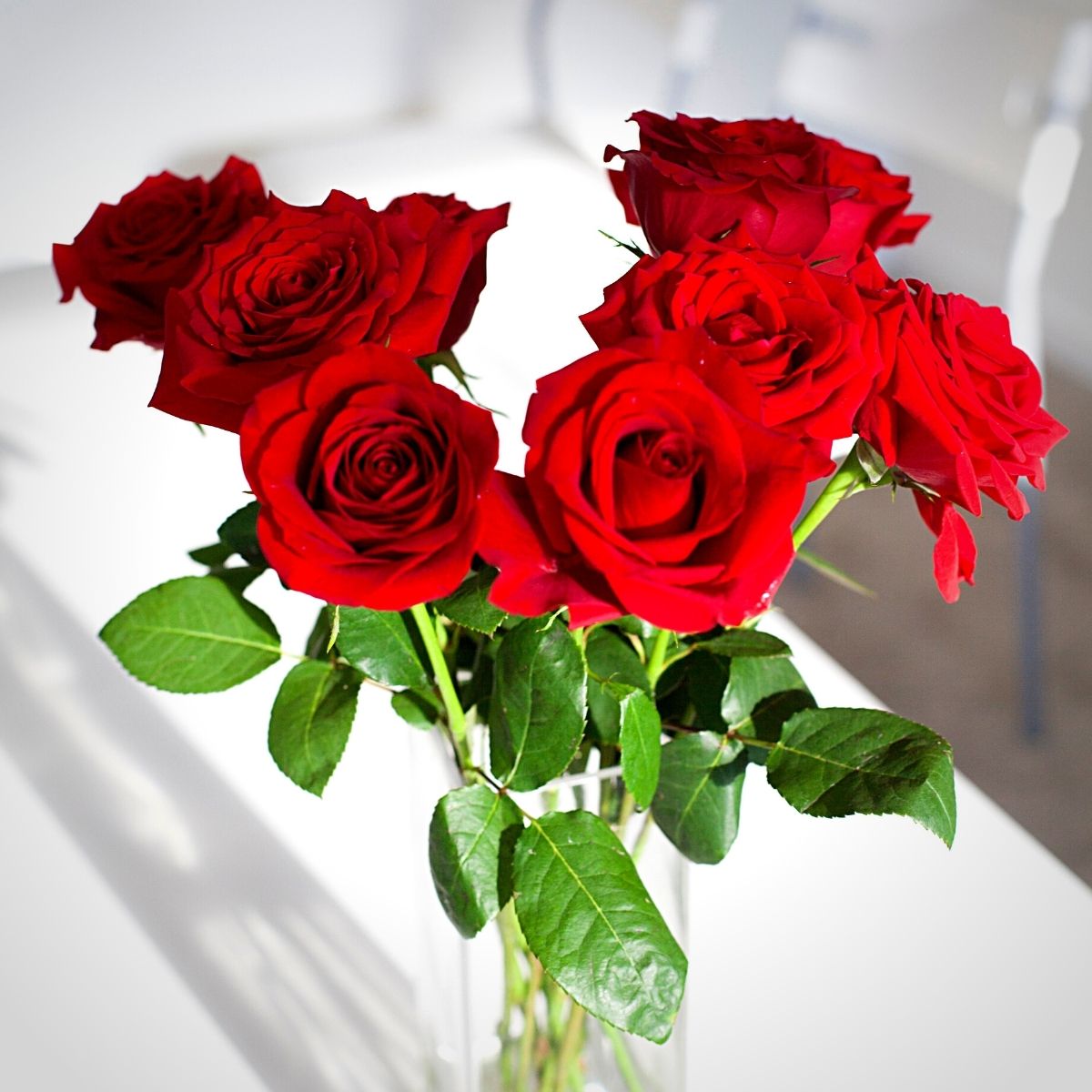 celebrating national red rose day with red roses