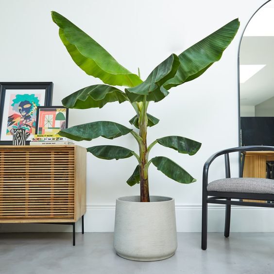 Pet-Friendly Houseplants Safe for Cats and Dogs - musa 'dwarf cavendish' - on thursd