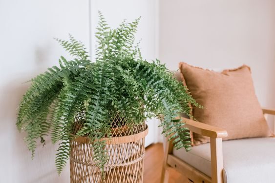 Pet-Friendly Houseplants Safe for Cats and Dogs - Nephrolepis or Boston Fern - on thursd