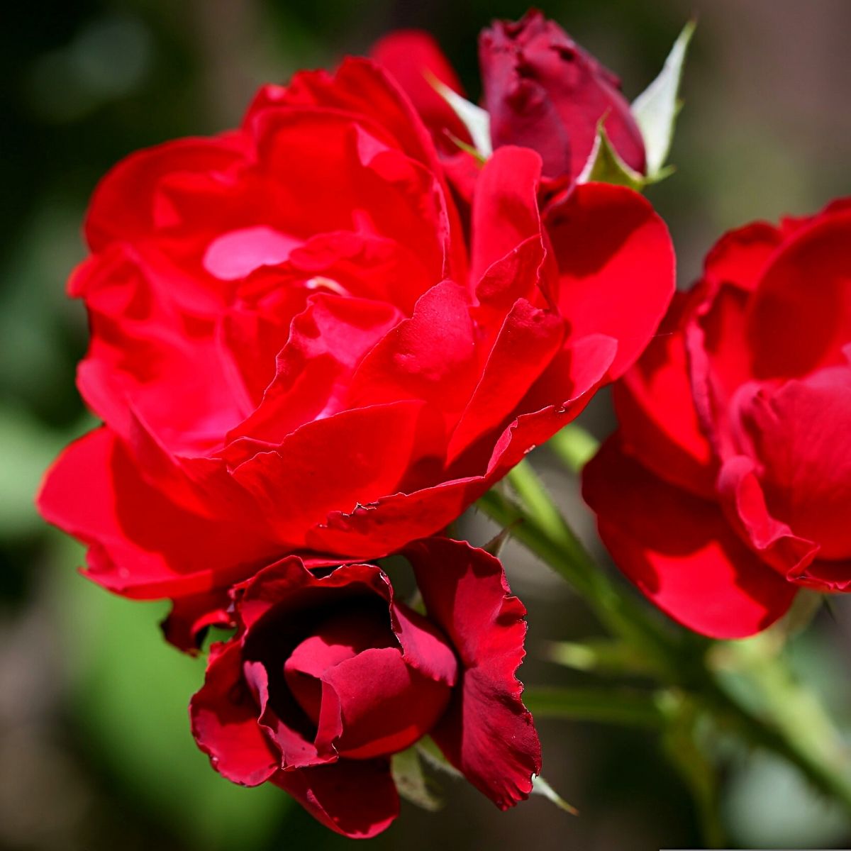 National Red Rose Day red roses