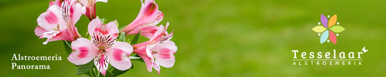 Tesselaar banner Alstroemeria Panorama